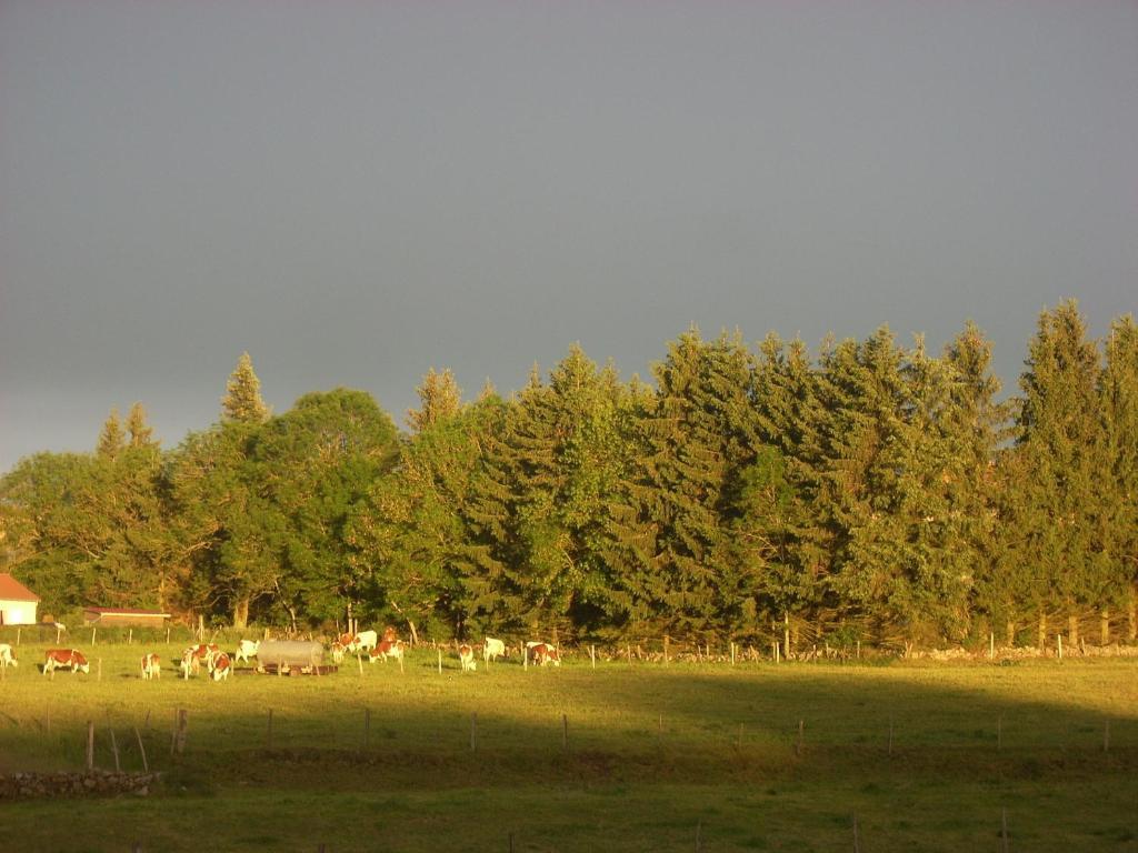 Les Roulottes De La Ferme Des Chanaux Saint-Julien-d'Ance Oda fotoğraf